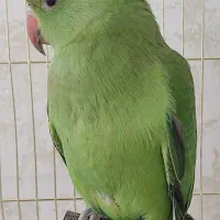 ملنگو نر گم شده