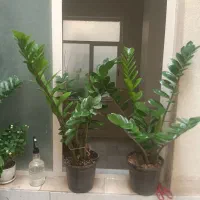 انواع گل‌های آپارتمانی (*)