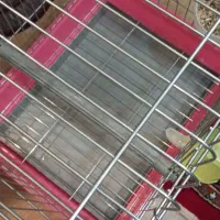 قفس نو وضخیم|لوازم جانبی حیوانات|زنجان, |دیوار