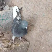 کبوتر تخت دم سفید|پرنده|نجفآباد, کشاورز|دیوار