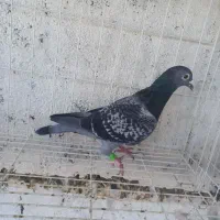 کبوتر پلاکی مسافتی زره ای