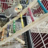 یک عدد گرینچیک و یک عدد عروس هلندی