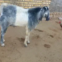 نر بز پاکستانی کهل  دو ساله بشرط پرش دو قلو زا|حیوانات مزرعه|شیروان (خراسان), |دیوار