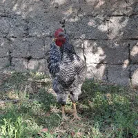 خروس اصل آمروک|حیوانات مزرعه|شاهین دژ, |دیوار