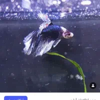 ماهی رنگی|ماهی|اهواز, پادادشهر|دیوار