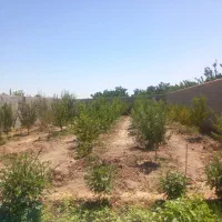 فروش باغ 640 متری در نجف آباد گلدشت قلعه سفید|فروش زمین و ملک کلنگی|نجف‌آباد, کشاورز|دیوار