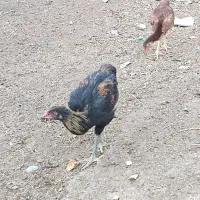 جوجه مرغ و خروس لاری|حیوانات مزرعه|مشهد, امیریه|دیوار