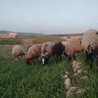 میش و بره جوان