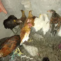 جوجه وار