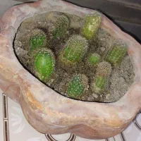 کاکتوس
