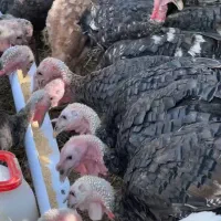 بوقلمون سیاه