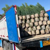 فروش انواع نهال سیاه درخت مرکبات با بهترین قیمت