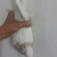 کبوتر ماده|پرنده|نجفآباد, یزدانشهر|دیوار