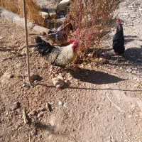 خروس