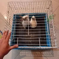 خرگوش با قفس بزرگ|موش و خرگوش|تبریز, |دیوار