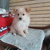 توله پاپی خانگی|سگ|حبیب آباد, |دیوار