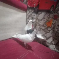 یک جفت ماده|پرنده|شوشتر, |دیوار