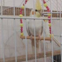 عروس هلندی نر|پرنده|شریفآباد, |دیوار