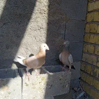 کبوتر|پرنده|فسا, |دیوار