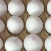 استخدام نیرو خانم