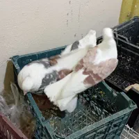 کبوتردوکتی|پرنده|پرند, فاز ۶|دیوار