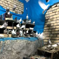 کفتر|پرنده|کاشان, ۲۲ بهمن|دیوار