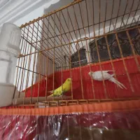 یک جف مرغ عشق هلندی درجه یک|پرنده|وراوی, |دیوار