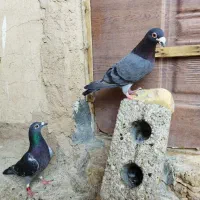 فروش کبوتر پلاکی سبز و سفید مسافتی|پرنده|باغ بهادران, |دیوار