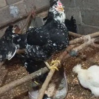 تخم مرغ گلین  فول|حیوانات مزرعه|آزادشهر, |دیوار