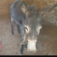 الاغ فروشی