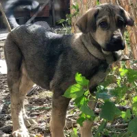 سگ پژدر نر ۱۲ ماه|سگ|آکند, |دیوار