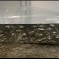 بچه ماهی|ماهی|قزوین, |دیوار