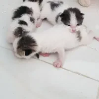 واگذاری گربه اهلی با سه تا بچش