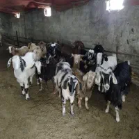 گوسفندمیش شیشک‌ و بز نمونه|حیوانات مزرعه|خلخال, |دیوار