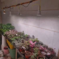 لامپ رشد گیاه/گیاه آپارتمانی/مقاوم/نگهداری راحت