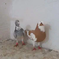 کفتر کبوتر ساده چپ کاکولی سبز بغدادی طوقی جوجه