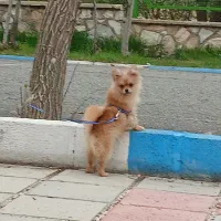 فروش سگ پامرانین
