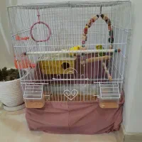 مرغ عشق با قفسه|پرنده|تهران, دکتر هوشیار|دیوار