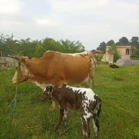 گاو با گوساله نر   وگاو حامله