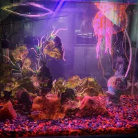 آکواریوم شیشه خم