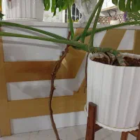 کابینت آشپزخانه|میز و صندلی غذاخوری|ورامین, ریحان آباد|دیوار