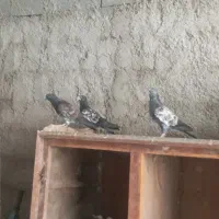 کبوتر ساعت بالا