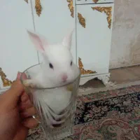 خرگوش کوچولوناز|موش و خرگوش|قم, شهر قائم|دیوار