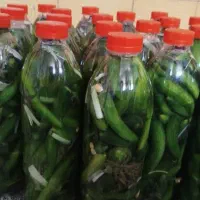 خیارشورترد وخوشمزه دونه عمده ۸۰