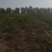 سبزی خورشتی مهران رسید