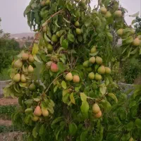 باغ-بش-قارداش-فوری-فوری