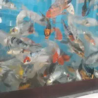 بچه ماهی کُوی برکه ژاپنی|ماهی|اصفهان, سودان|دیوار