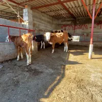 فروش گوساله اصیل دامداری چوگان