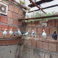 20عدد کبوتر پرشی