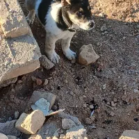 سلام ۲عدد توله افغان درجه یک